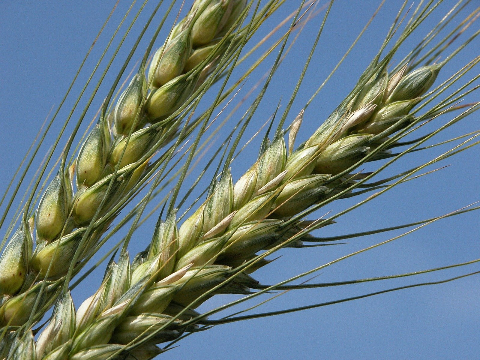 RENAN EKMEKLİK BUĞDAY