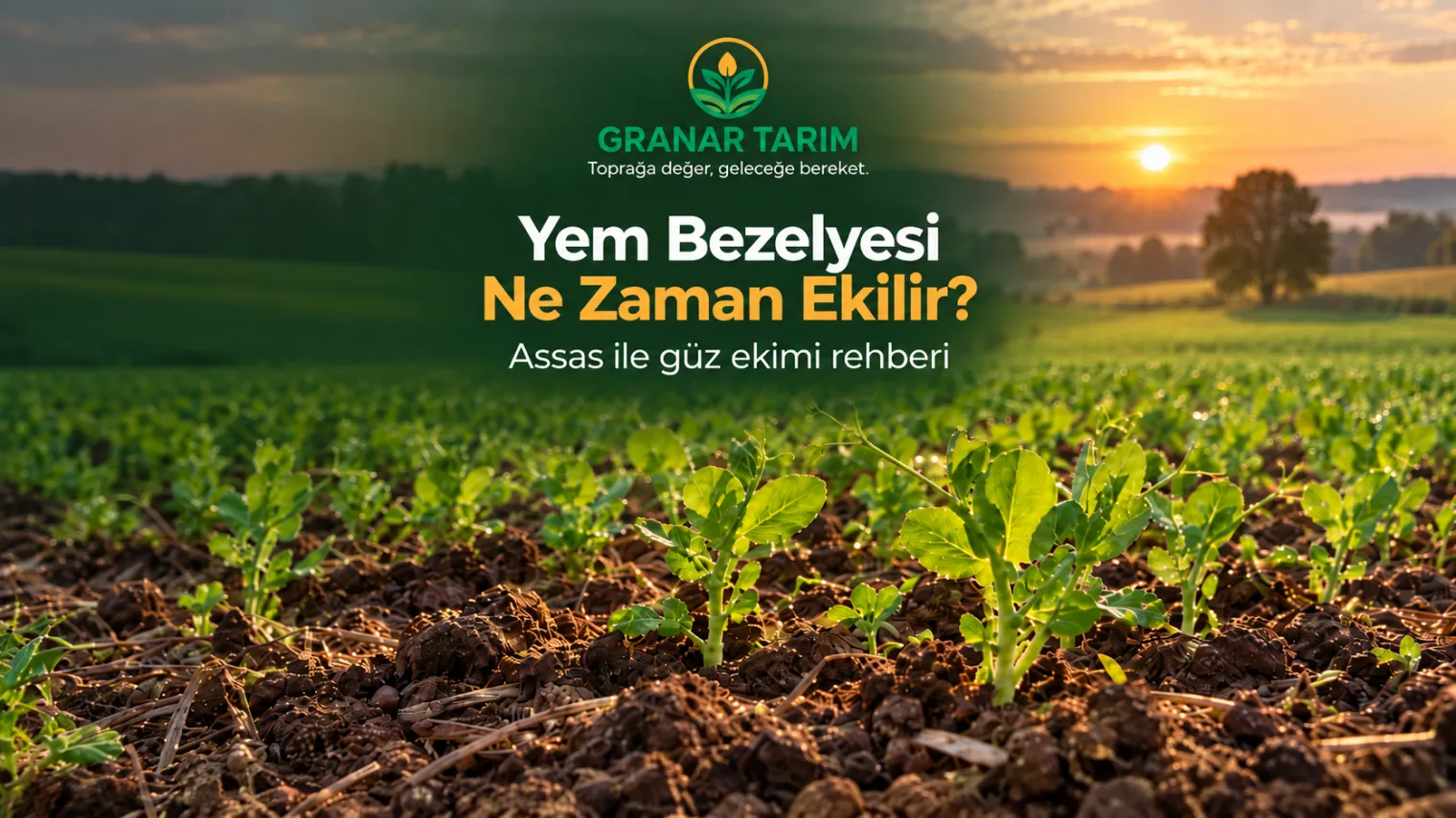 Güzde ekilmiş yem bezelyesi tarlası